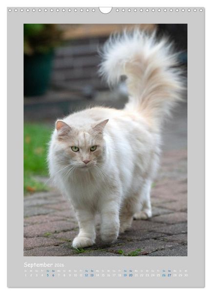 Produktbild: Maincoon & Co. - Rassekatzen mit Klasse (Wandkalender 2026 DIN A3 hoch), CALVENDO Monatskalender