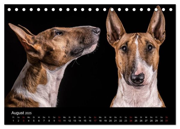 Produktbild: Bullterrier (Tischkalender 2025 DIN A5 quer), CALVENDO Monatskalender