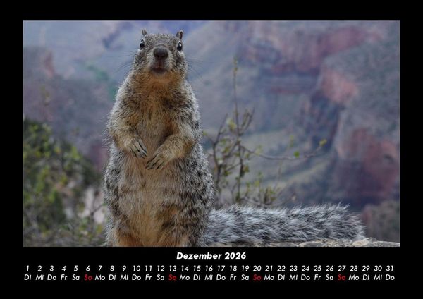 Produktbild: Der Tierkalender 2026 Fotokalender DIN A3