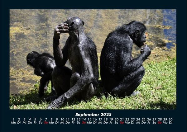Produktbild: Welt der Affen 2025 Fotokalender DIN A4