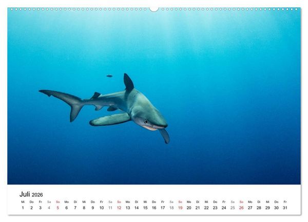 Produktbild: Highlights aus dem Meer - Tauchkalender (Wandkalender 2026 DIN A2 quer), CALVENDO Monatskalender