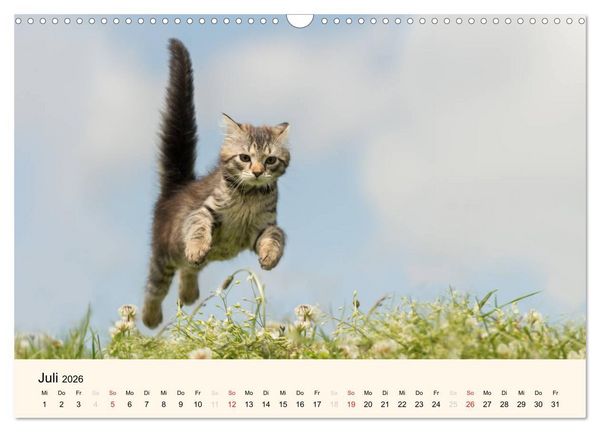 Produktbild: S&uuml;&szlig;e Stubentiger - Katzenkinder (Wandkalender 2026 DIN A3 quer), CALVENDO Monatskalender