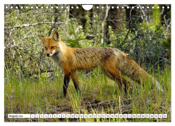 Produktbild: Tierwelt in den Canadian Rockies (Wandkalender 2026 DIN A4 quer), CALVENDO Monatskalender