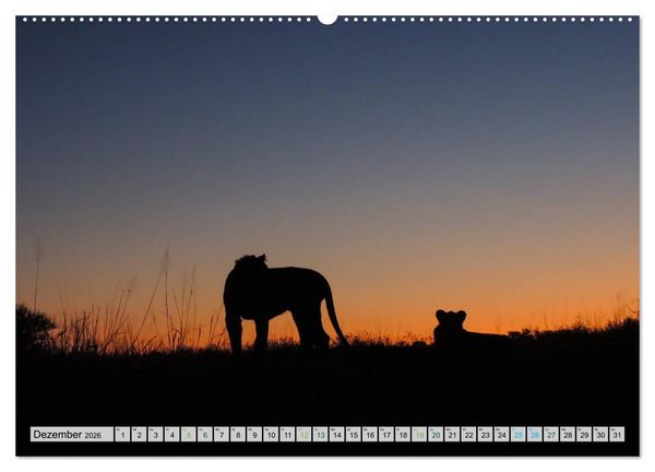 Produktbild: L&ouml;wen. Die K&ouml;nige Afrikas (Wandkalender 2026 DIN A2 quer), CALVENDO Monatskalender
