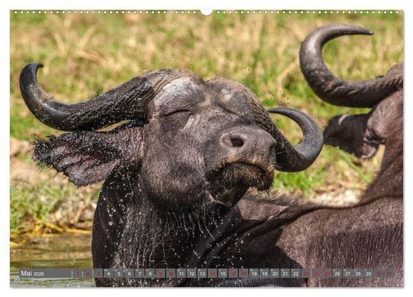 Produktbild: Uganda - im Herzen von Afrika (hochwertiger Premium Wandkalender 2026 DIN A2 quer), Kunstdruck in Hochglanz
