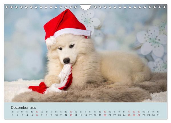 Produktbild: Samojeden - Liebenswerte Fellkugeln (Wandkalender 2026 DIN A4 quer), CALVENDO Monatskalender