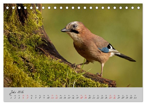 Produktbild: Bunte V&ouml;gel am Futterplatz (Tischkalender 2026 DIN A5 quer), CALVENDO Monatskalender