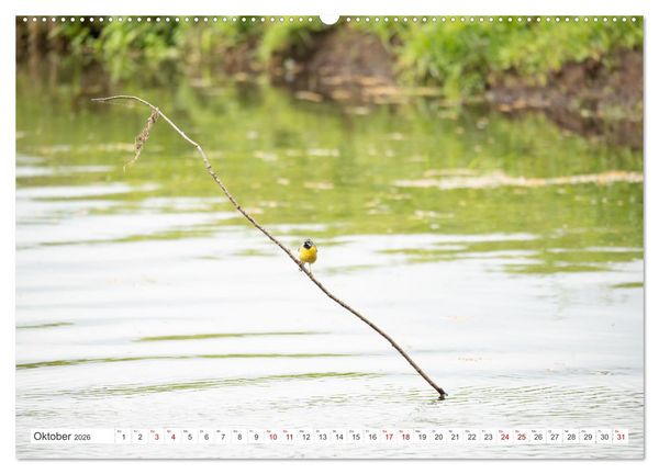 Produktbild: Wildv&ouml;gel 2026 (Wandkalender 2026 DIN A2 quer), CALVENDO Monatskalender