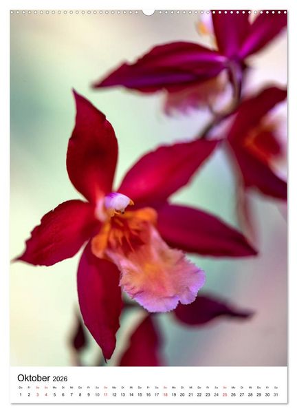 Produktbild: Orchideen (hochwertiger Premium Wandkalender 2026 DIN A2 hoch), Kunstdruck in Hochglanz