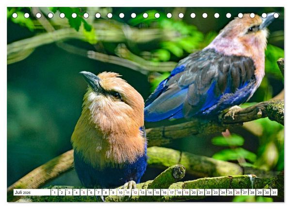 Produktbild: Bunte Vielfalt in der Vogelwelt (Tischkalender 2026 DIN A5 quer), CALVENDO Monatskalender
