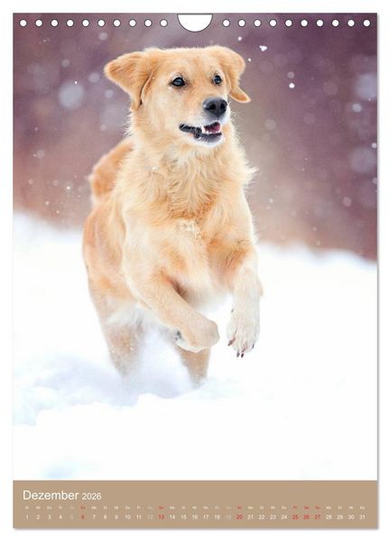 Produktbild: Golden Retriever (Wandkalender 2026 DIN A4 hoch), CALVENDO Monatskalender