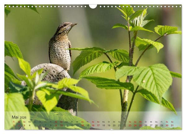 Produktbild: Fantastische Vogelwelt Slowenien (Wandkalender 2026 DIN A3 quer), CALVENDO Monatskalender