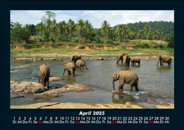 Produktbild: Welt der Tiere 2025 Fotokalender DIN A5