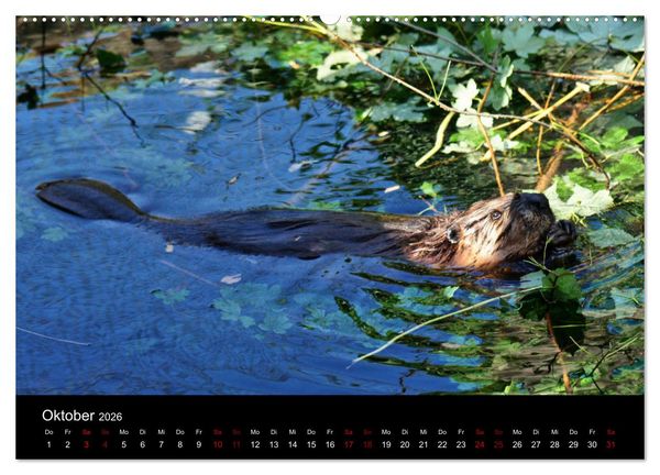 Produktbild: Das Leben der Biber (hochwertiger Premium Wandkalender 2026 DIN A2 quer), Kunstdruck in Hochglanz