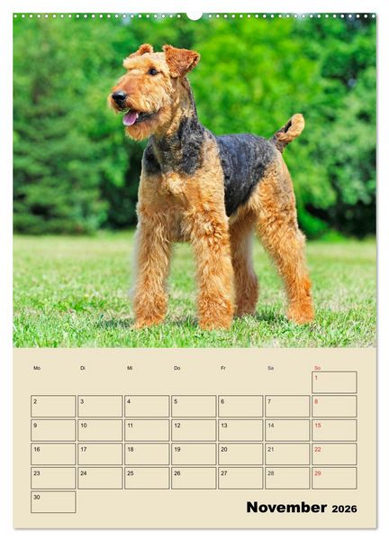Produktbild: Airedale Terrier - Temperament auf 4 Pfoten (hochwertiger Premium Wandkalender 2026 DIN A2 hoch), Kunstdruck in Hochglanz