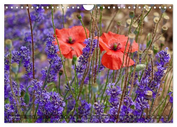 Produktbild: Lavendel. Der Duft der Provence (Wandkalender 2026 DIN A4 quer), CALVENDO Monatskalender
