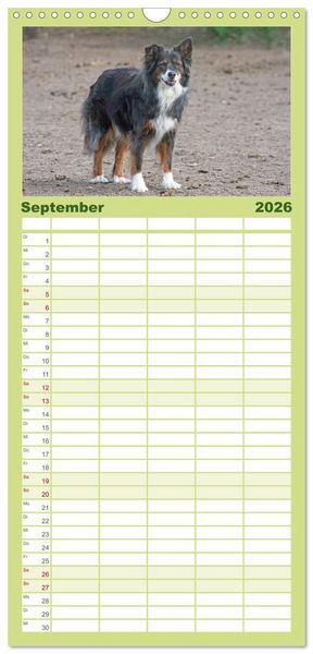 Produktbild: Familienplaner 2026 - Australian Shepherd - H&uuml;tehunde mit Familienanschluss mit 5 Spalten (Wandkalender, 21 x 45 cm) CALVENDO