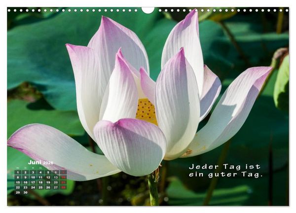 Produktbild: BUDDHAS WEISHEITEN - Balsam f&uuml;r die Seele (Wandkalender 2026 DIN A3 quer), CALVENDO Monatskalender