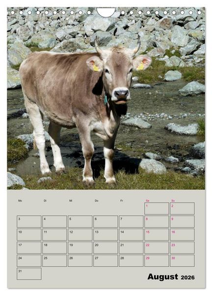 Produktbild: Kuhportraits Hornk&uuml;he (Wandkalender 2026 DIN A4 hoch), CALVENDO Monatskalender
