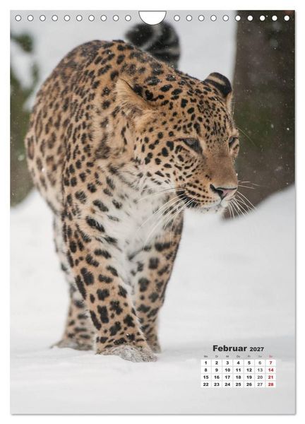 Produktbild: Emotionale Momente: Raubkatzen - die schnellen J&auml;ger. (Wandkalender 2027 DIN A4 hoch), CALVENDO Monatskalender