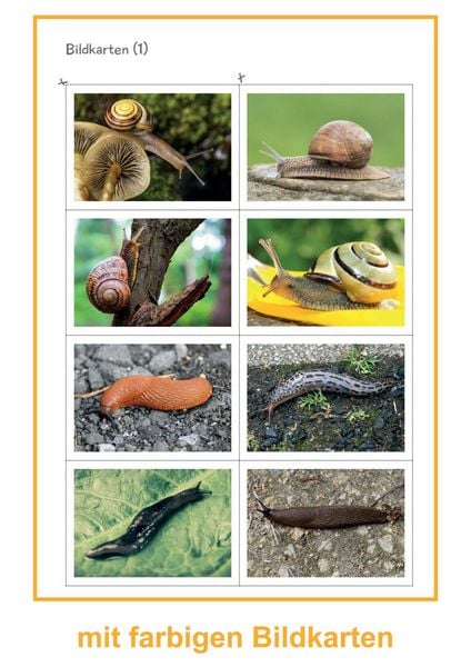 Produktbild: Schnecken