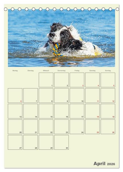 Produktbild: Faszination Landseer - Mit Plan durch das Jahr (Tischkalender 2026 DIN A5 hoch), CALVENDO Monatskalender