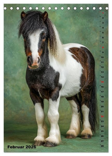 Produktbild: Das Leben ist ein Ponyhof - Zwergponys im Studiolicht (Tischkalender 2026 DIN A5 hoch), CALVENDO Monatskalender