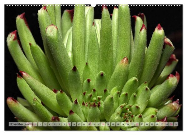 Produktbild: Sempervivum - Hauswurz (Wandkalender 2026 DIN A2 quer), CALVENDO Monatskalender
