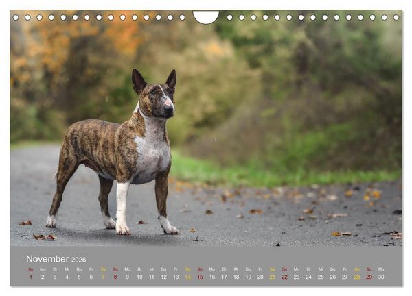 Produktbild: Bullterrier, liebenswerte Sturk&ouml;pfe (Wandkalender 2026 DIN A4 quer), CALVENDO Monatskalender