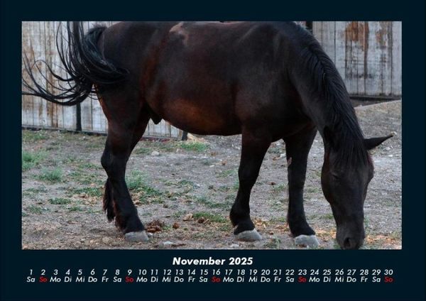 Produktbild: Pferde Kalender 2025 Fotokalender DIN A4