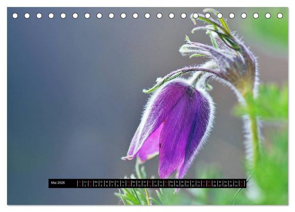 Produktbild: Bl&uuml;ten-Zauber am Wegesrand 2026 (Tischkalender 2026 DIN A5 quer), CALVENDO Monatskalender