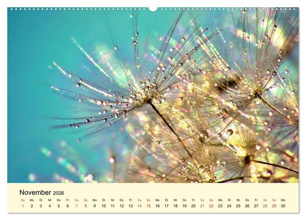 Produktbild: Naturjuwel Pusteblume (Wandkalender 2026 DIN A2 quer), CALVENDO Monatskalender