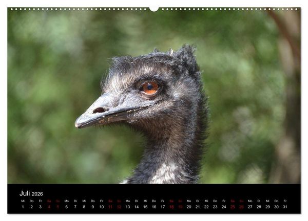 Produktbild: Australian Wildlife (hochwertiger Premium Wandkalender 2026 DIN A2 quer), Kunstdruck in Hochglanz