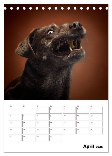 Produktbild: Fang das Leckerli (Tischkalender 2026 DIN A5 hoch), CALVENDO Monatskalender