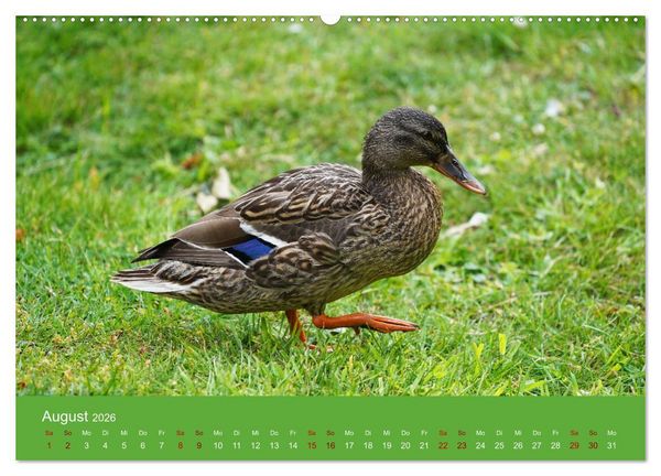 Produktbild: Faszination Enten (hochwertiger Premium Wandkalender 2026 DIN A2 quer), Kunstdruck in Hochglanz