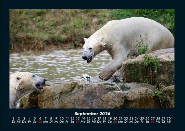 Produktbild: Eisb&auml;ren 2026 Fotokalender DIN A4