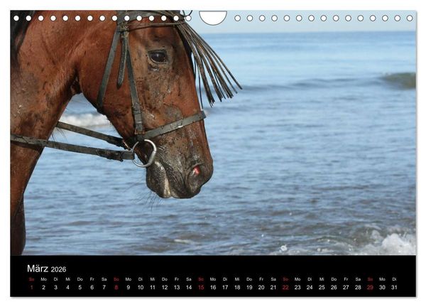 Produktbild: Caballos Spanische Pferde 2026 (Wandkalender 2026 DIN A4 quer), CALVENDO Monatskalender