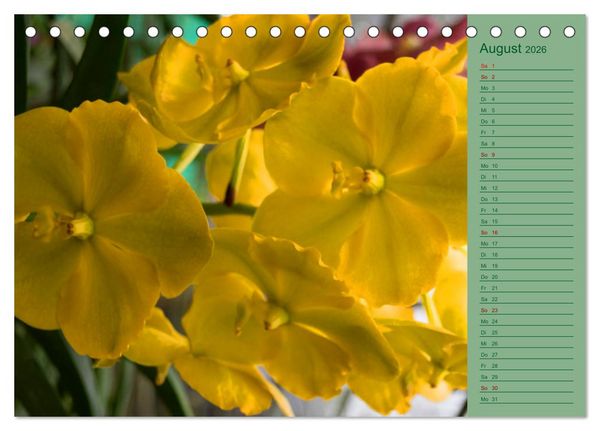 Produktbild: Farbzauber Natur Orchideen - CH Version (Tischkalender 2026 DIN A5 quer), CALVENDO Monatskalender