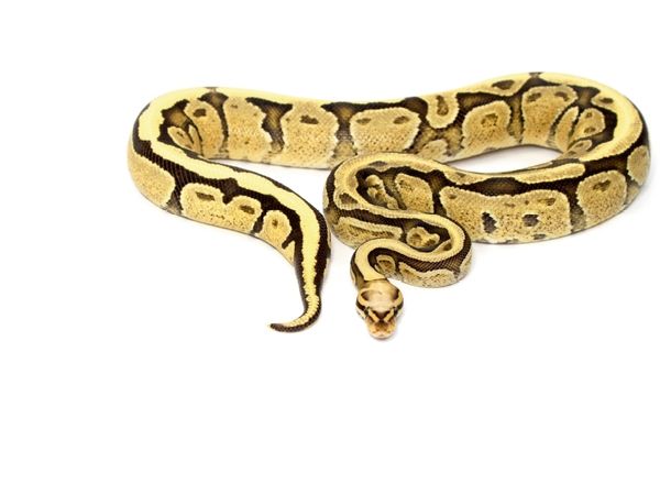 Produktbild: CALVENDO Puzzle Snake | 1000 Teile Lege-Gr&ouml;&szlig;e 64x48cm Foto-Puzzle f&uuml;r gl&uuml;ckliche Stunden