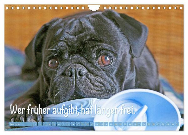 Produktbild: Mopsala: Vom Gl&uuml;ck, ein Mops zu sein (Wandkalender 2026 DIN A4 quer), CALVENDO Monatskalender