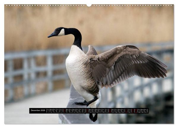 Produktbild: CANADA GOOSE / UK-Version (High Quality Premium Wall Calendar 2026 DIN A2 landscape),CALVENDO 12 Month Wall Calendar