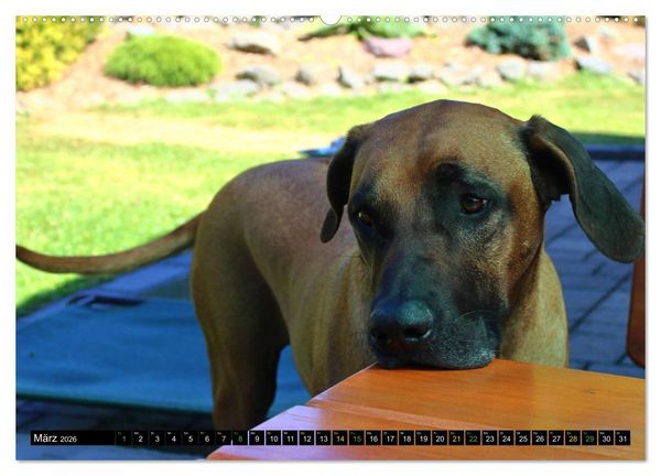 Produktbild: Rhodesian Ridgeback - Ausdrucksstarke Gesichter (hochwertiger Premium Wandkalender 2026 DIN A2 quer), Kunstdruck in Hochglanz