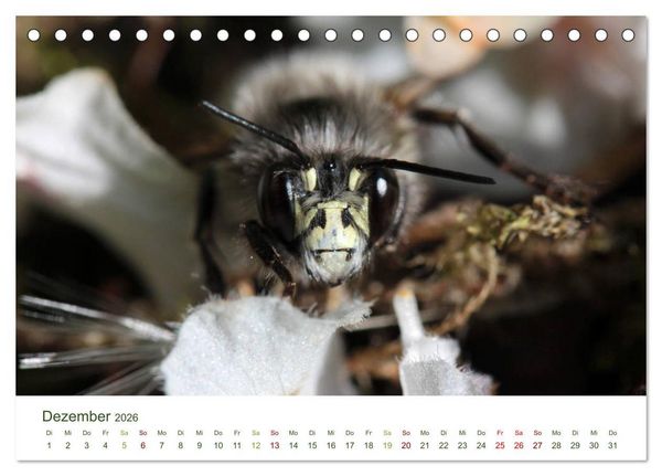 Produktbild: Wildbienen im Garten (Tischkalender 2026 DIN A5 quer), CALVENDO Monatskalender
