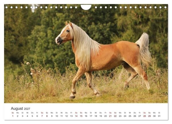 Produktbild: Haflinger - blonde Sch&ouml;nheiten (Wandkalender 2027 DIN A4 quer), CALVENDO Monatskalender