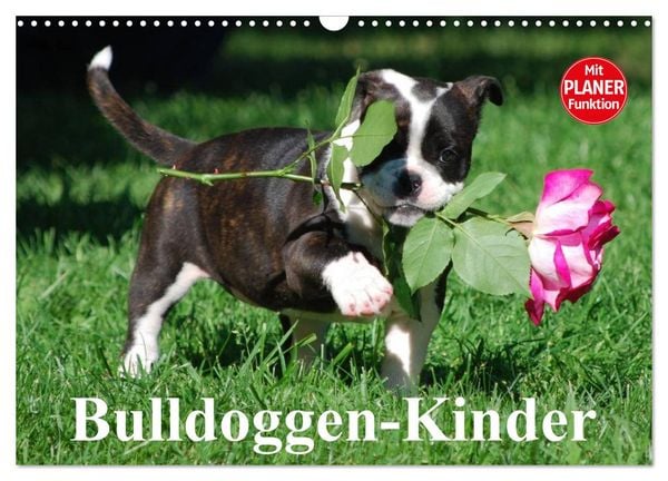 Produktbild: Bulldoggen-Kinder (Wandkalender 2026 DIN A3 quer), CALVENDO Monatskalender