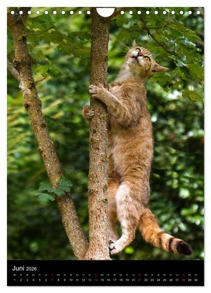 Produktbild: Wildkatzen - scheue J&auml;ger (Wandkalender 2026 DIN A4 hoch), CALVENDO Monatskalender