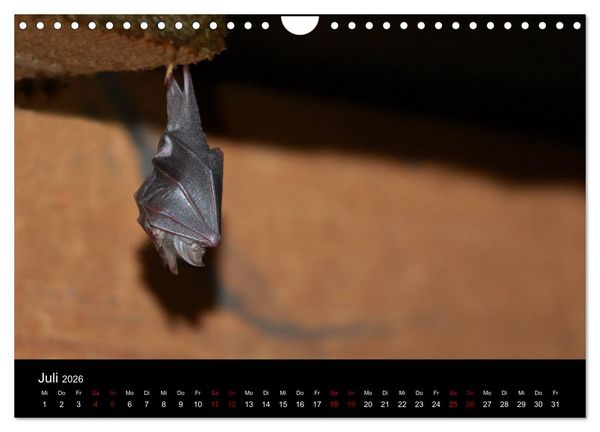 Produktbild: Flederm&auml;use - J&auml;ger der Nacht (Wandkalender 2026 DIN A4 quer), CALVENDO Monatskalender