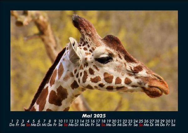 Produktbild: Giraffen 2025 Fotokalender DIN A5