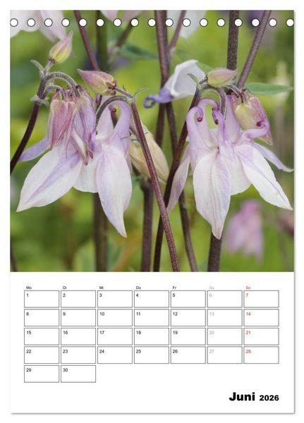 Produktbild: Zauberhafte Akeleien (Tischkalender 2026 DIN A5 hoch), CALVENDO Monatskalender