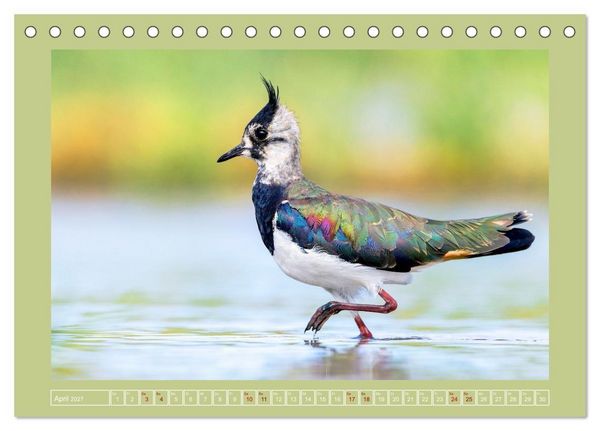 Produktbild: Limikolen - Watv&ouml;gel aus Europa (Tischkalender 2027 DIN A5 quer), CALVENDO Monatskalender
